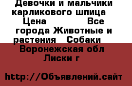 Девочки и мальчики карликового шпица  › Цена ­ 20 000 - Все города Животные и растения » Собаки   . Воронежская обл.,Лиски г.